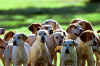 Dogs_small