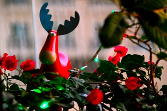Reindeer