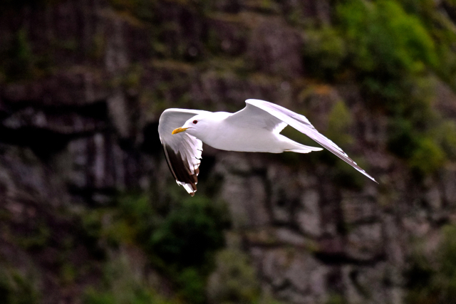 SeagullNorway