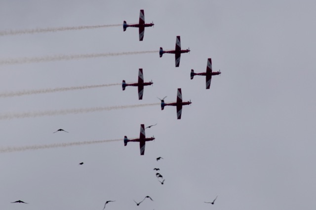 roulettebirds