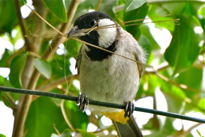 bird-1