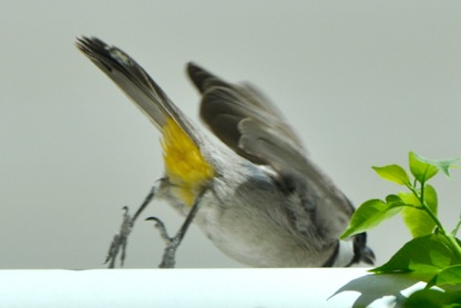 bird-male-2