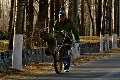 collecting-firewood