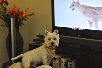 Hugo watches cats on Tv