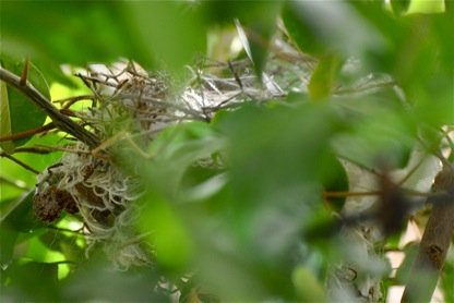nest-1