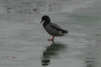 paris-ice-duck