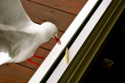 seagull