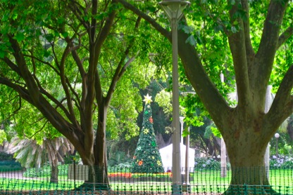 syd-xmas-tree